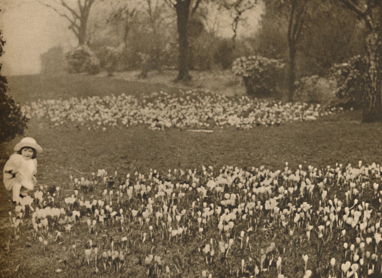Vårens krokusteppe, c1935. av Unbekannt