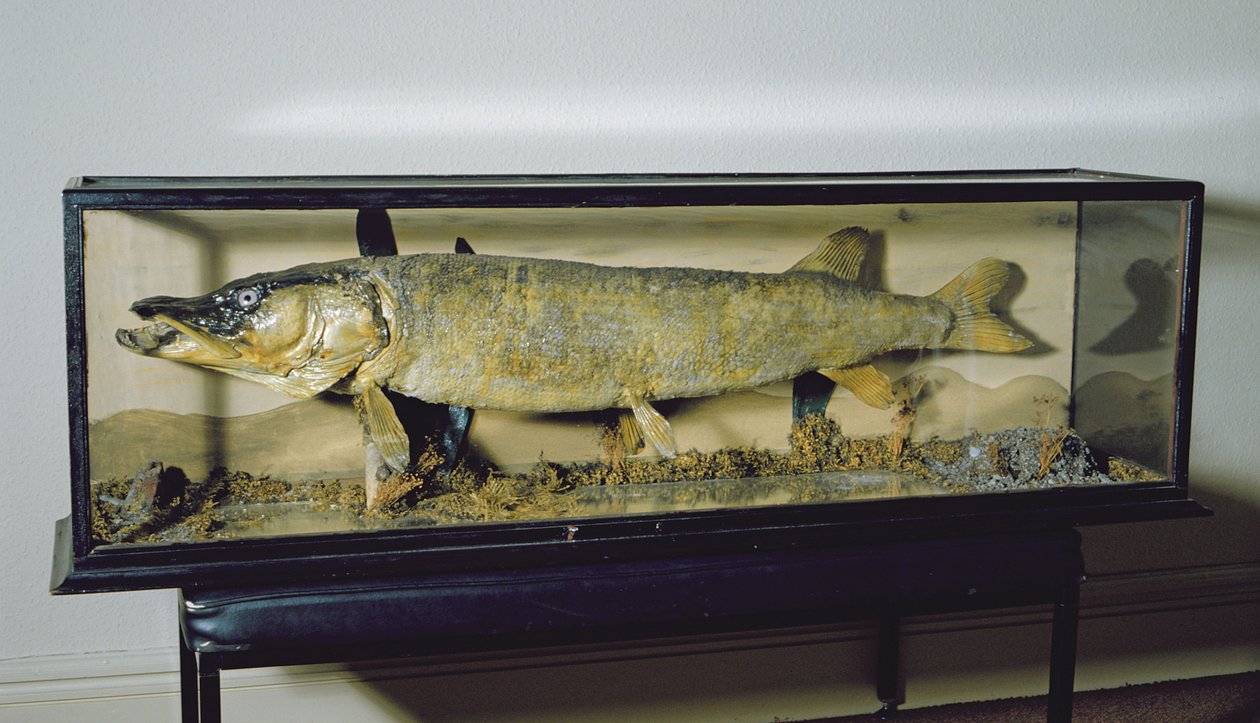 Dowdeswell Pike, lengde 135 cm av Unbekannt
