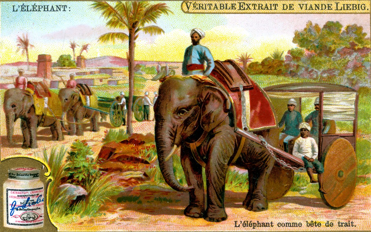Elefanten som trekkdyr, ca 1900 av Unbekannt