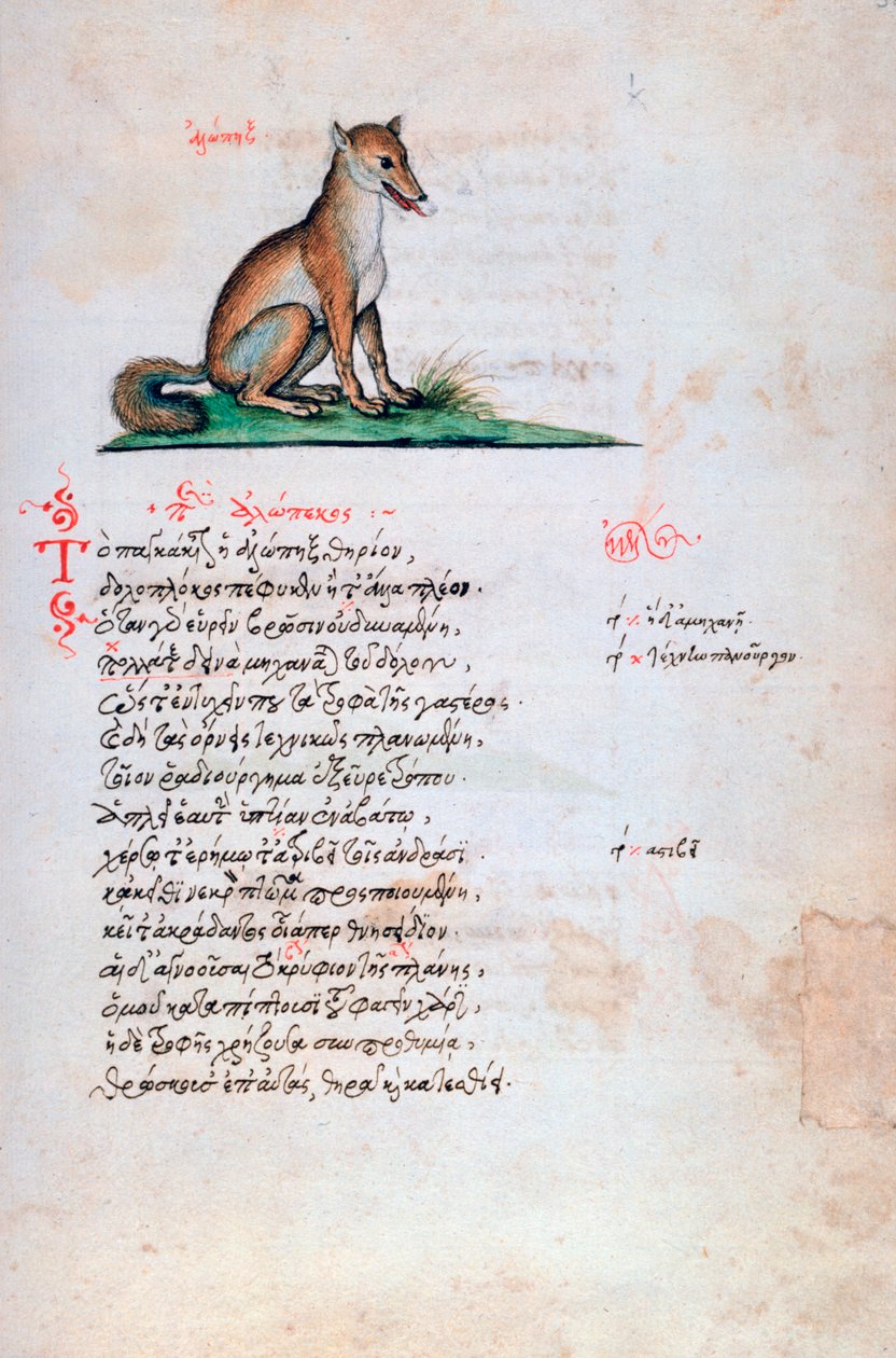 The Fox, 1564 av Unbekannt