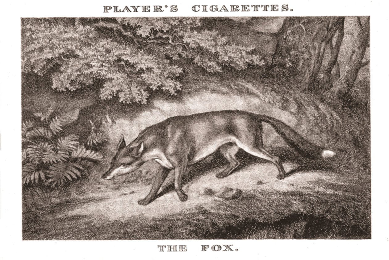 The Fox, 1924. av Unbekannt
