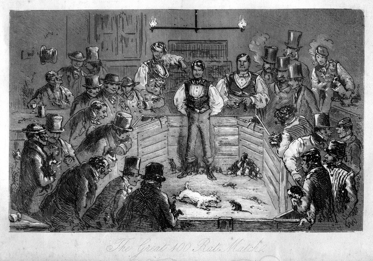 The Great 100 Rat Match, 1800-tallet av Unbekannt