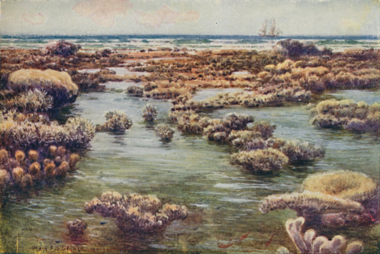 The Great Barrier Reef, 1923. av Unbekannt