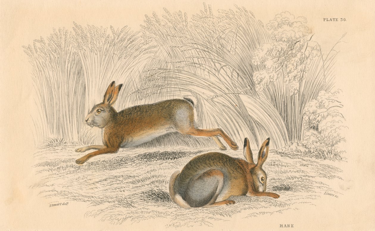 Haren Lepus europaeus, 1828 av Unbekannt