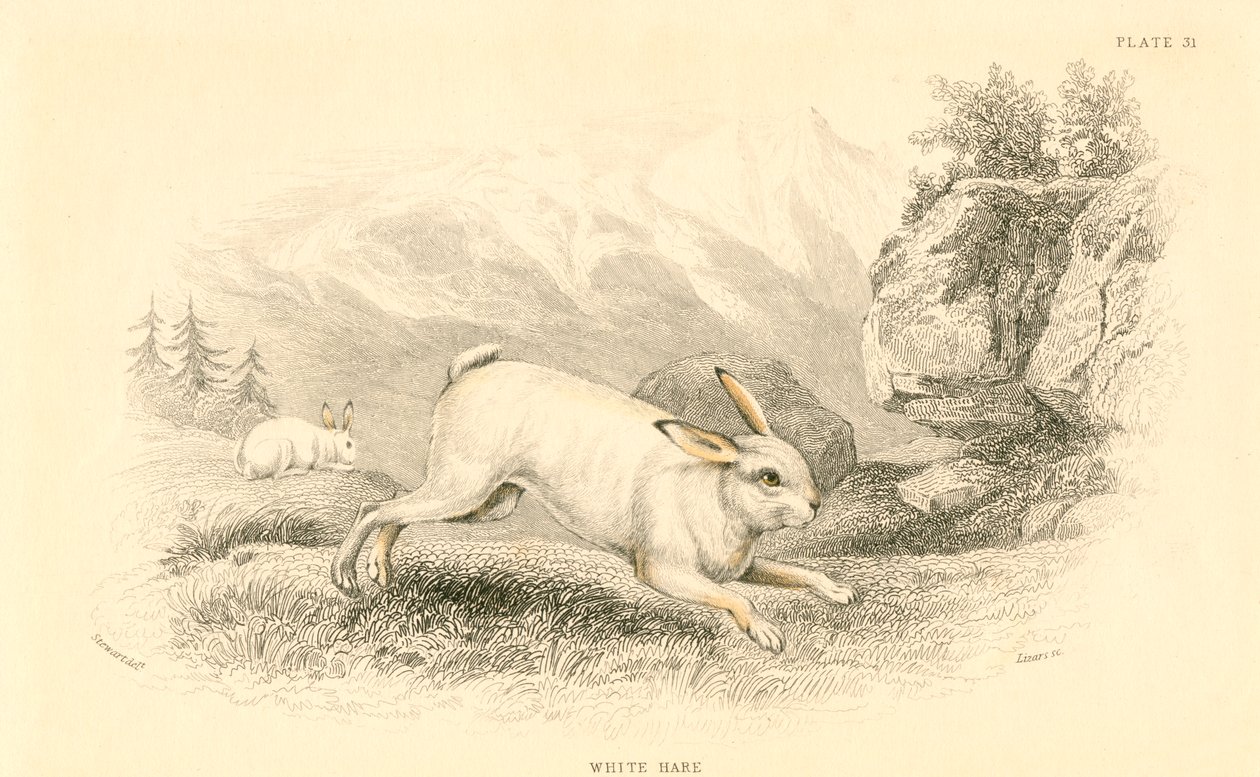 Haren Lepus europaeus, 1828 av Unbekannt