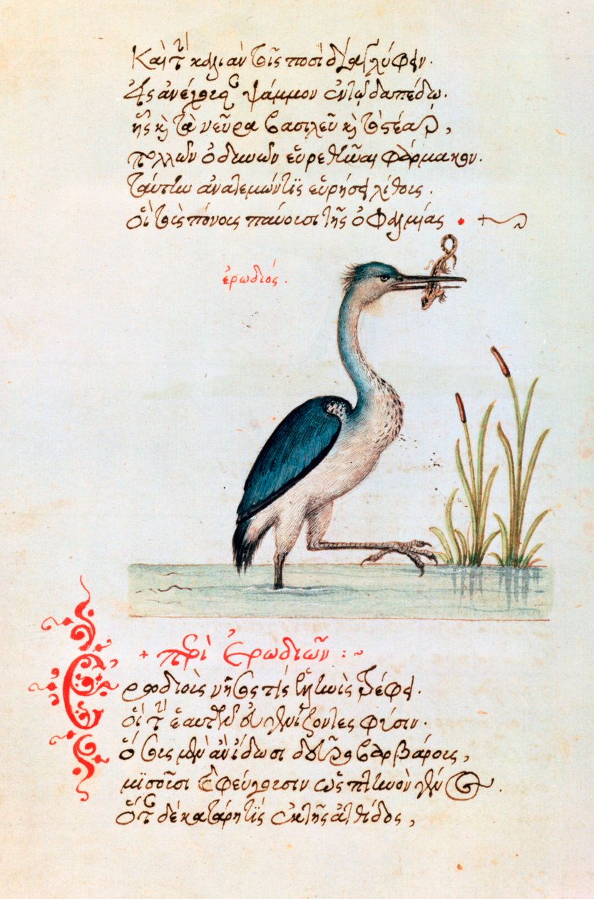 Hegre, 1564 av Unbekannt