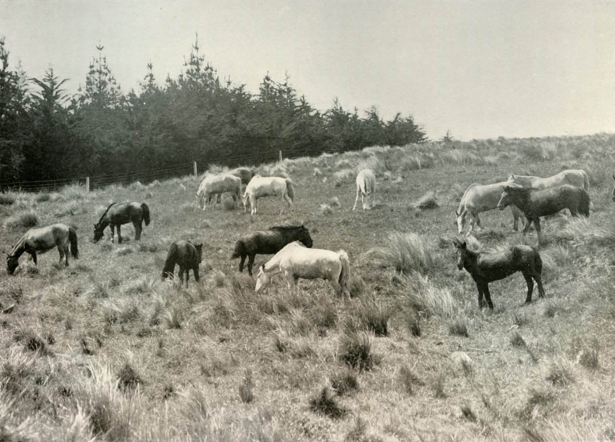 The Manchurian Ponies på Quail Island, Port Lyttelton, c1907, 1909 av Unbekannt