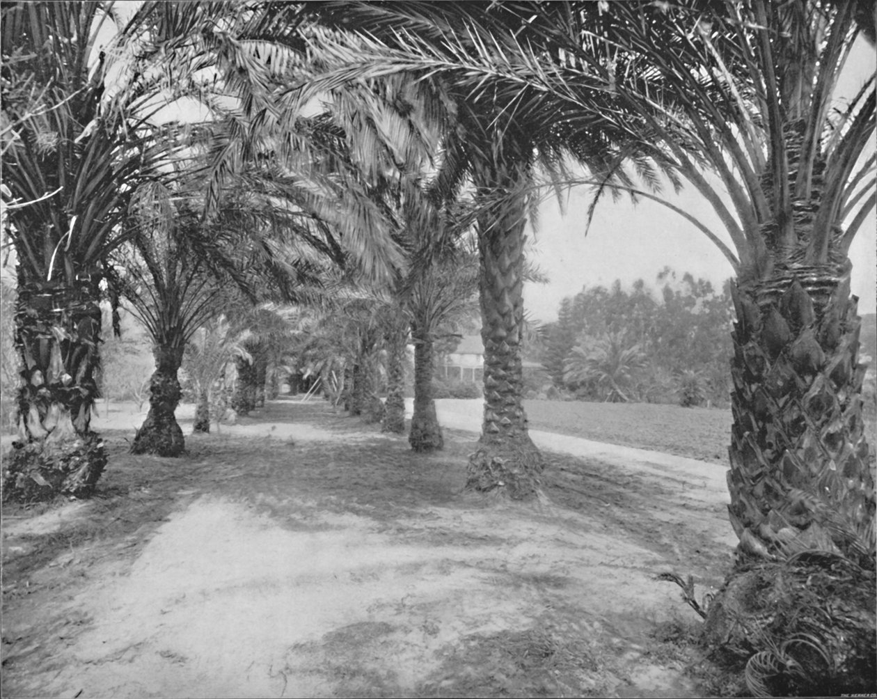 The Palms of Glenannie, Florida, 1800-tallet av Unbekannt