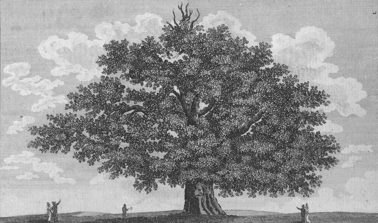 The Penshurst Oak, 1794 av Unbekannt