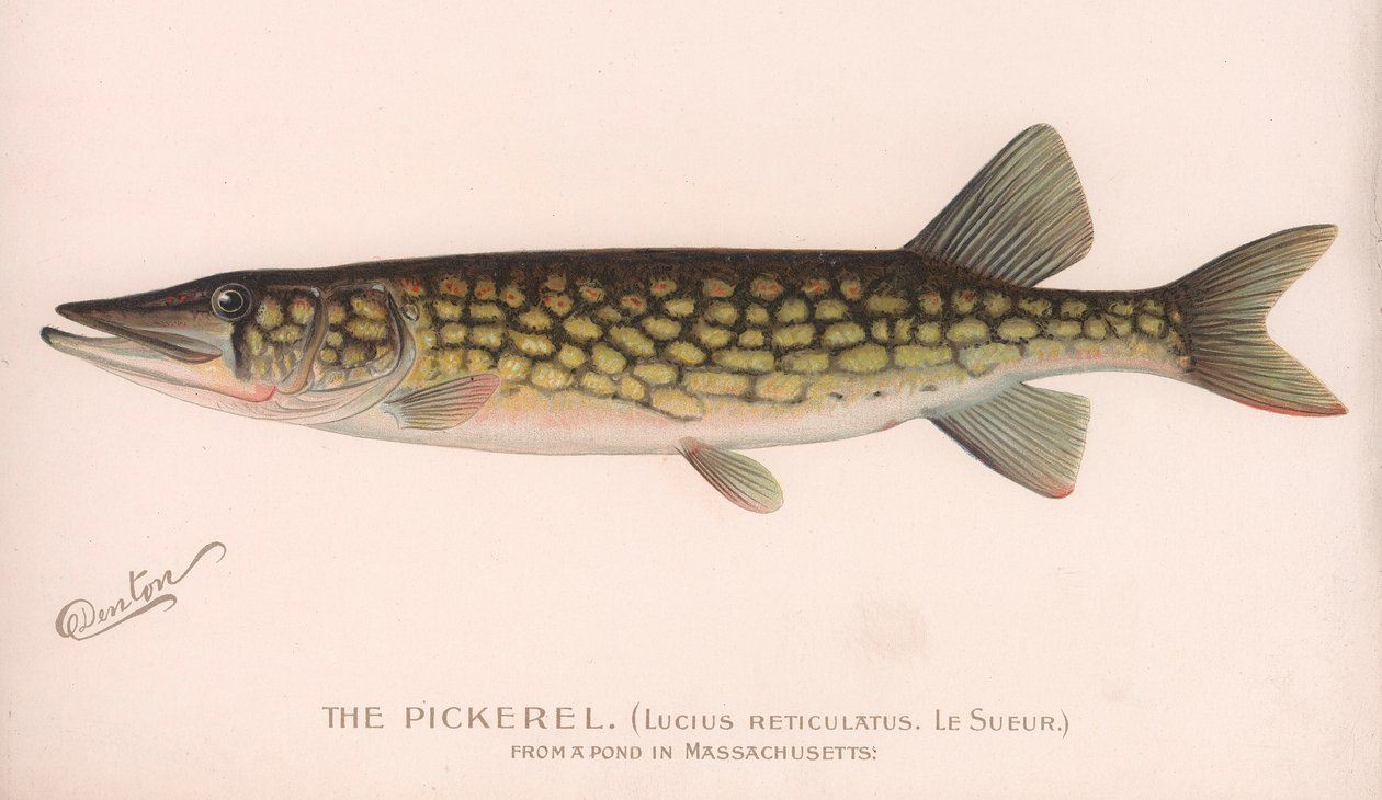 Pickerel Lucius Reticulatus. Le Sueur., ca. 1920-tallet av Unbekannt