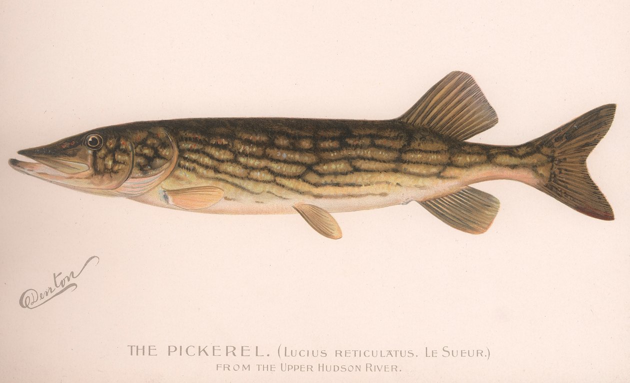Pickerel Lucius Reticulatus. Le Sueur, ca. 1920-tallet av Unbekannt