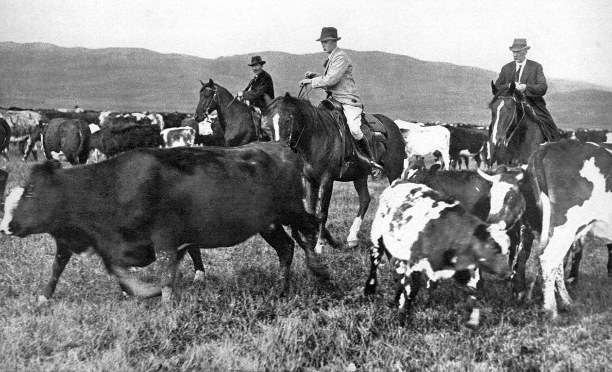 Prinsen av Wales samler storfe i Alberta, Canada, ca 1930-tallet av Unbekannt