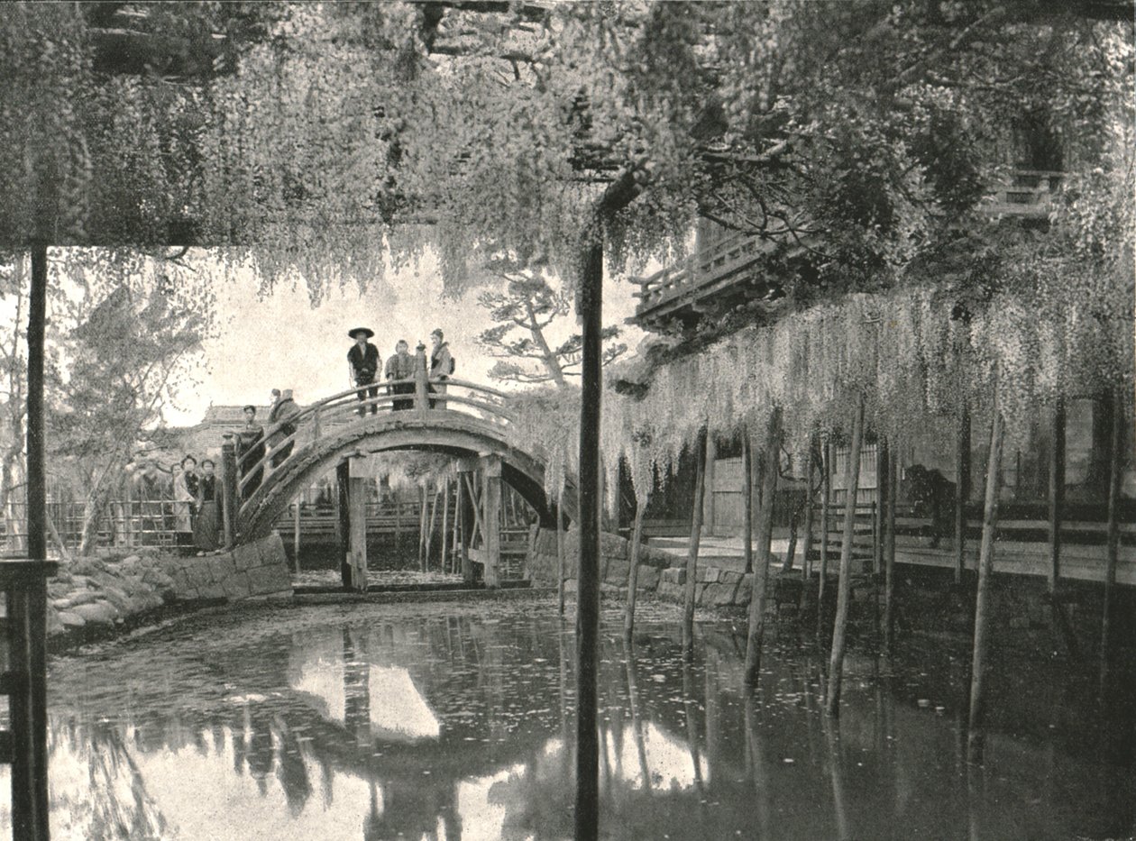 Te New Ginoike Pon d Plan d Wisteria, Kameido, Toi, Japan, 1895. av Unbekannt