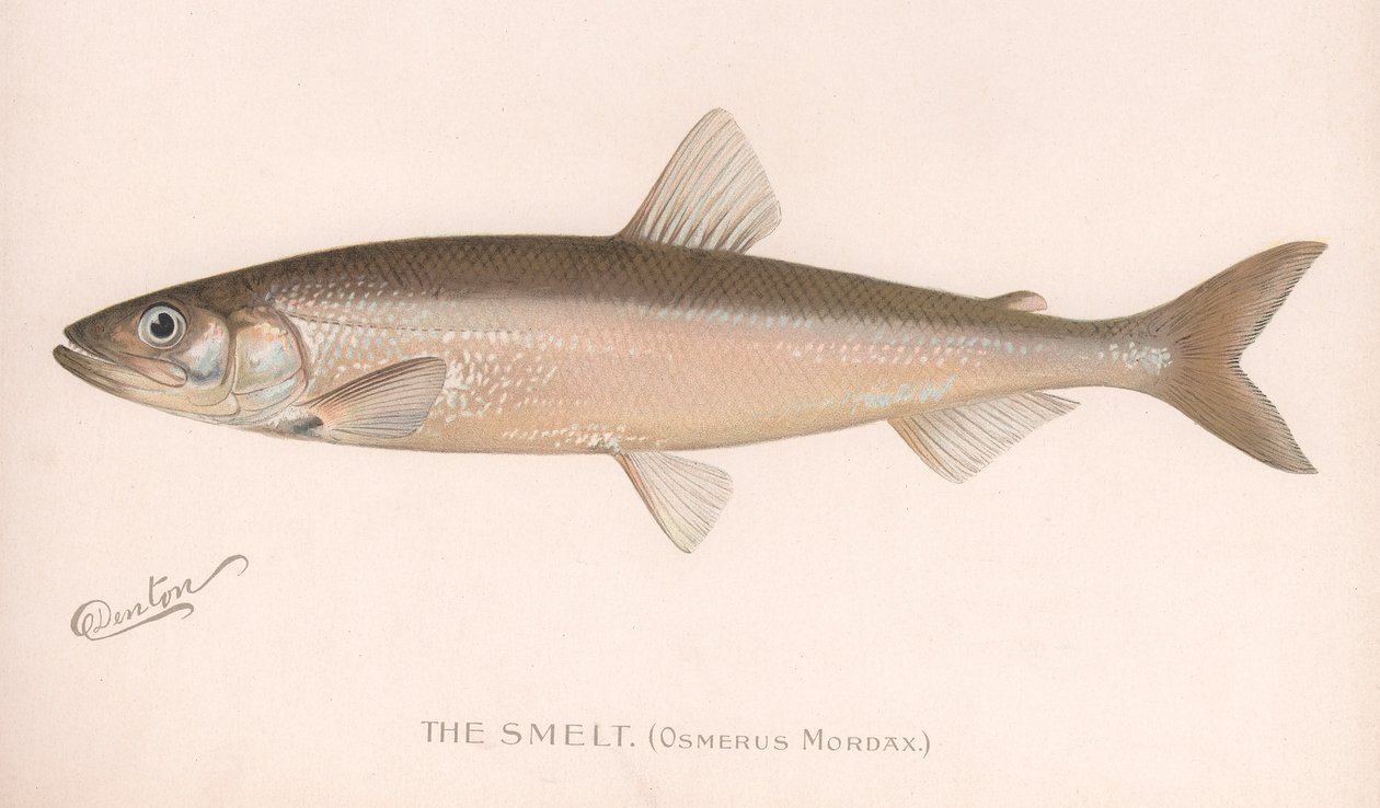 The Smeet Osmerus Mordax., ca. 1920-tallet av Unbekannt