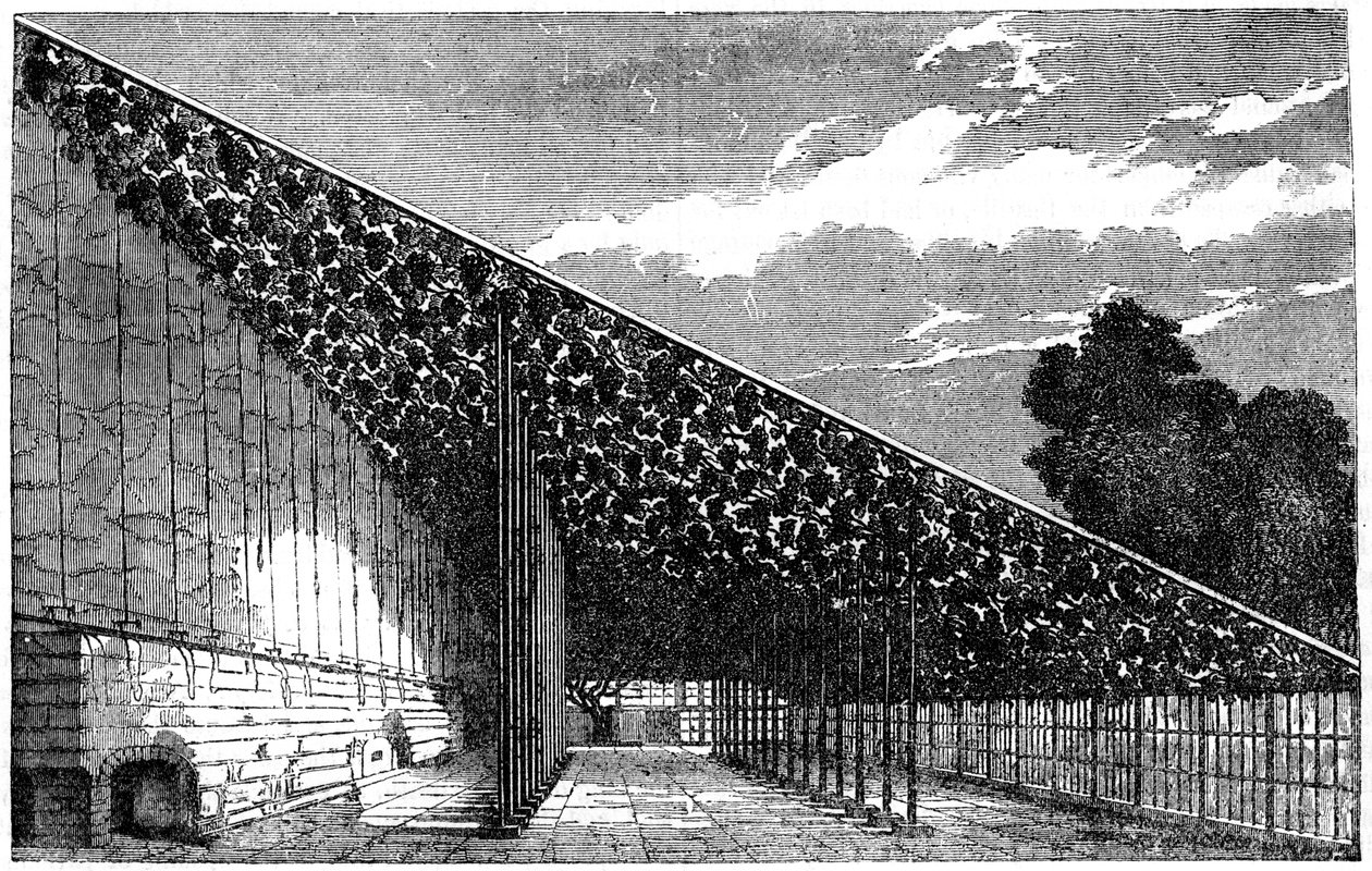 The Vinery at Hampton Court, 1800-tallet av Unbekannt