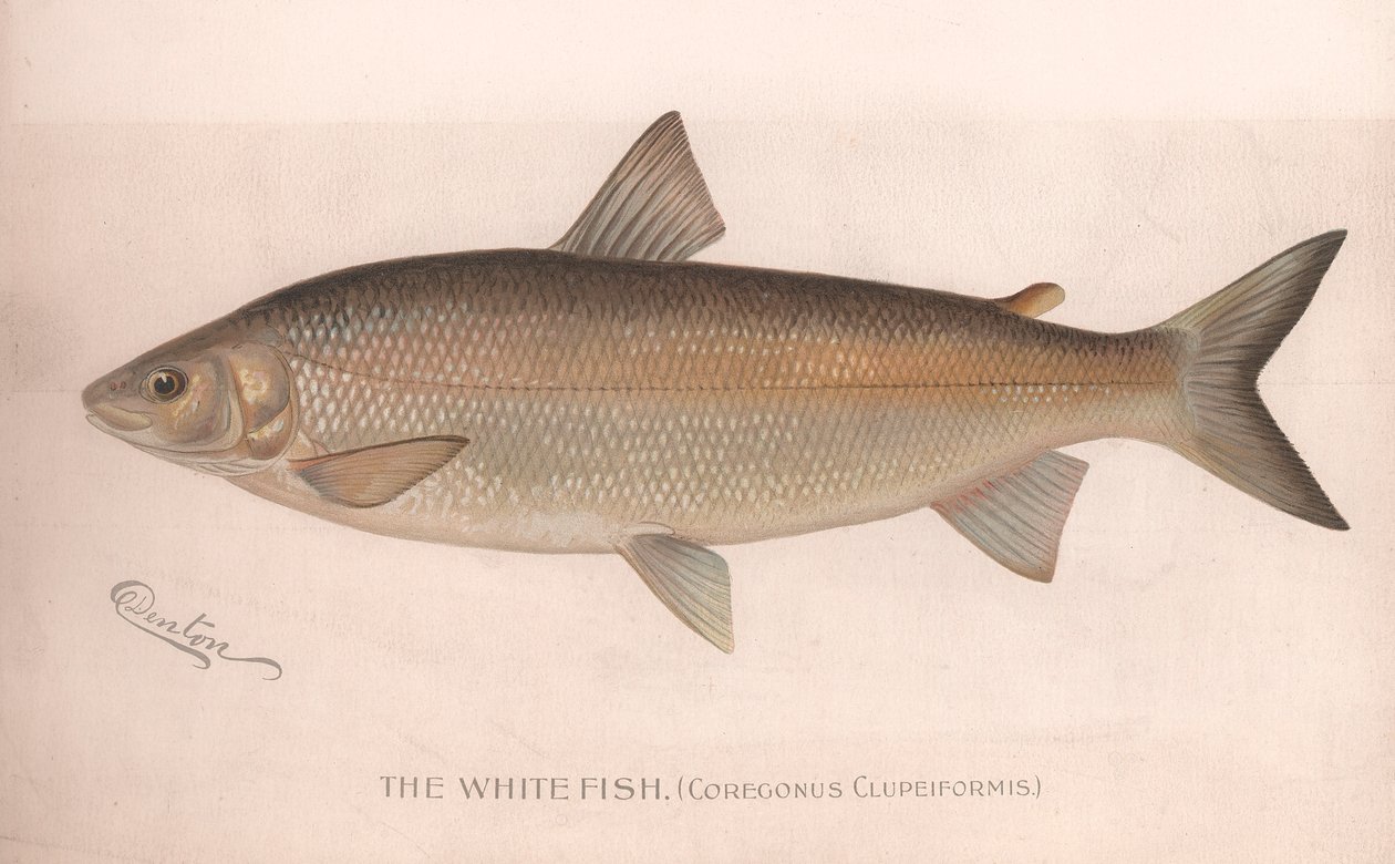 Den hvite fisken Coregonus Clupeiformis, ca. 1920-tallet av Unbekannt