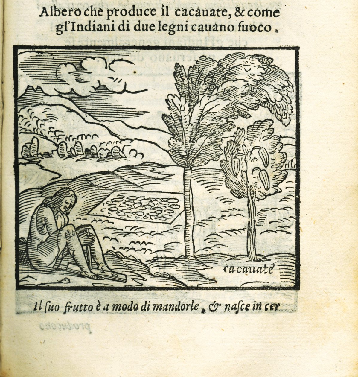 Kakaotreet. Fra Historia del Mondo Nuovo av Girolamo Benzoni, 1563. av Unbekannt