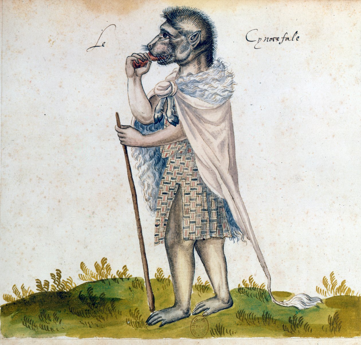 Cynocephalus, 1400-tallet av Unbekannt