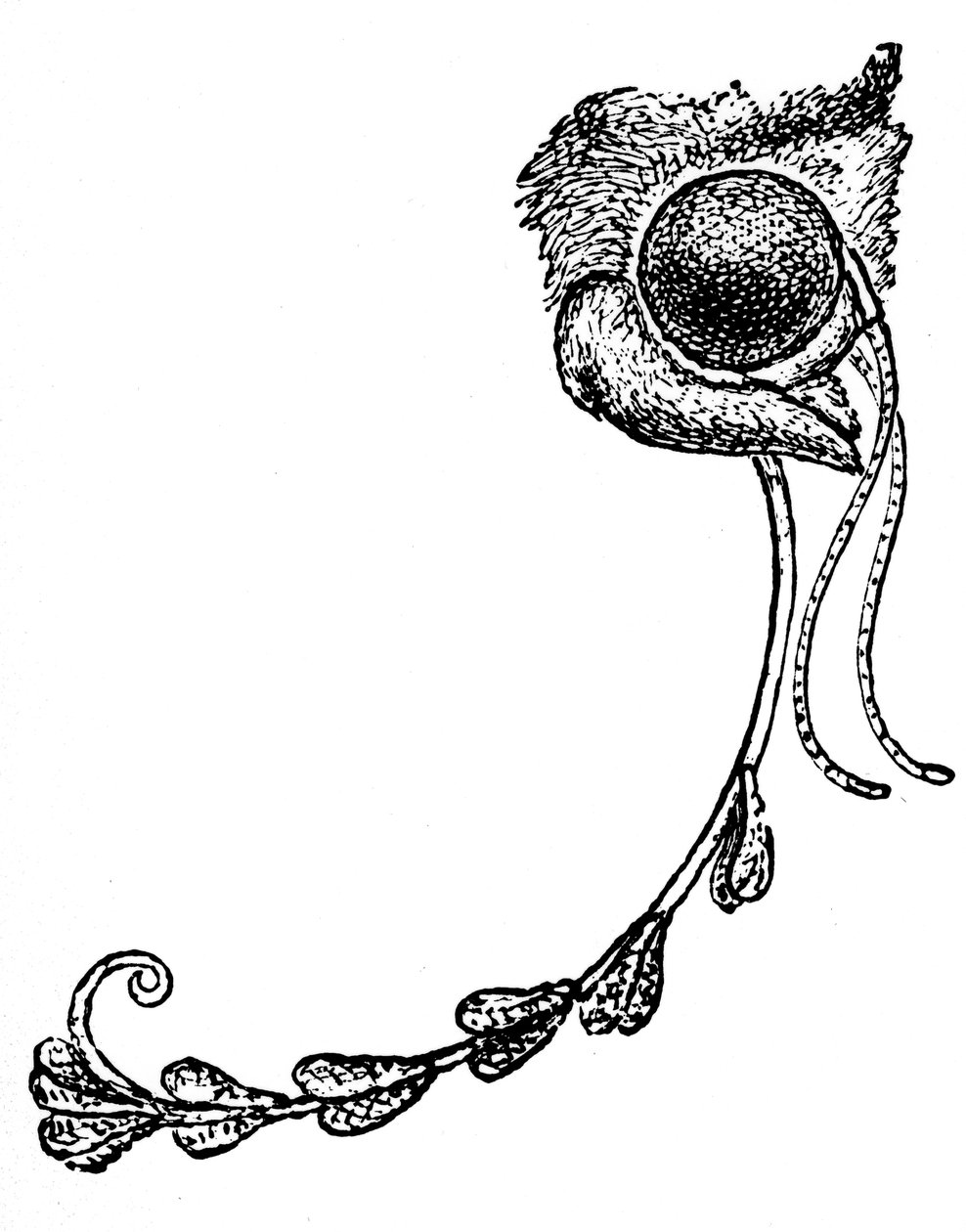 Møllen Acontia luctuosa og orkidépollen, 1862 av Unbekannt
