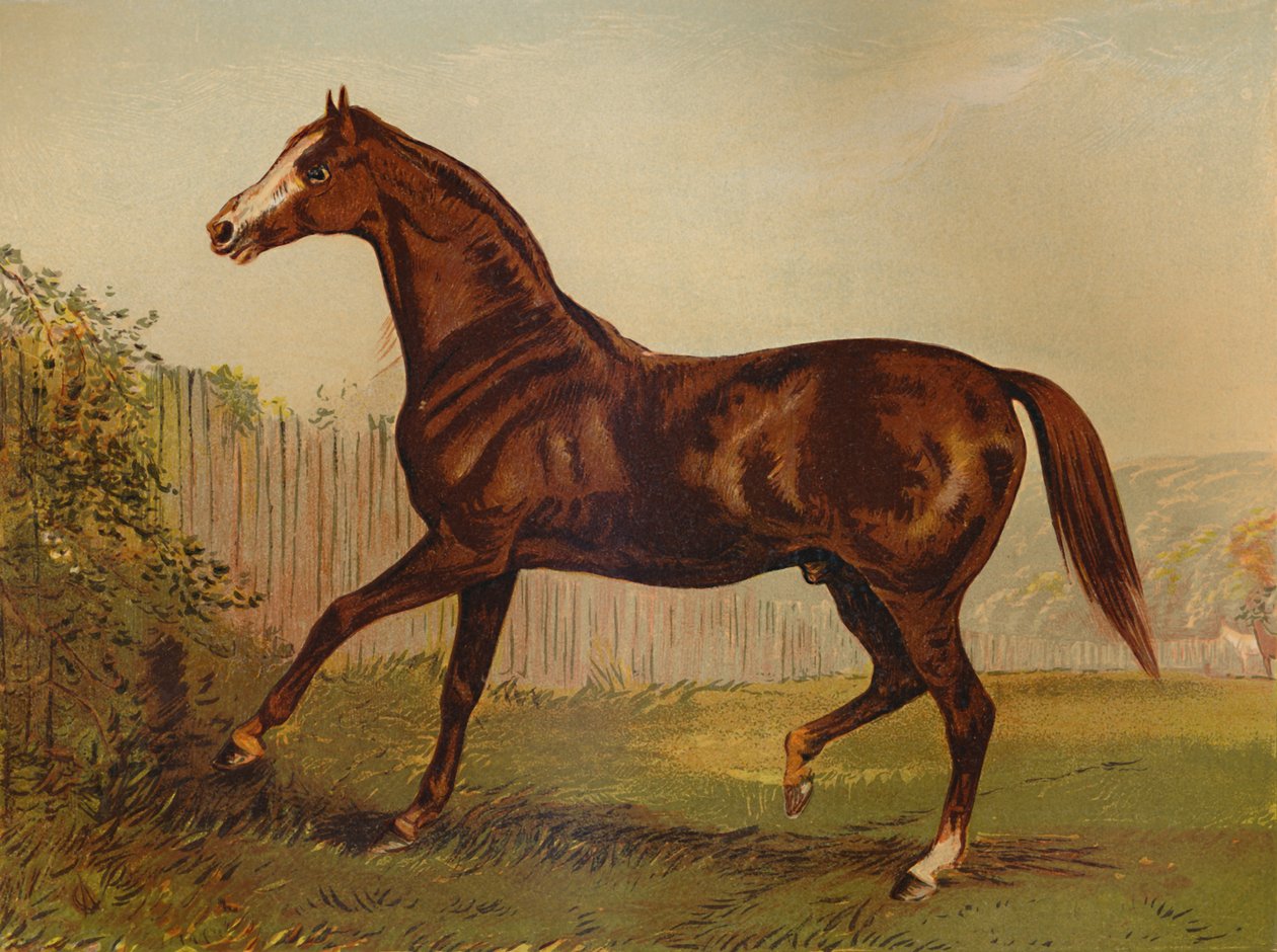 Fullblods Sire Blair Athol, vinner av Derby & St Leger 1864, c1879. av Unbekannt
