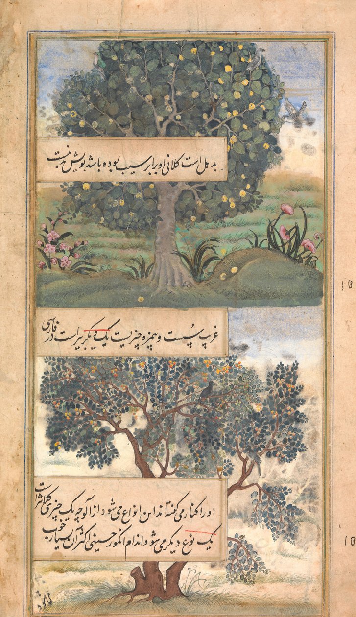Three Trees of India, Folio fra en Baburnama Autobiography of Babur, sent på 1500-tallet. av Unbekannt