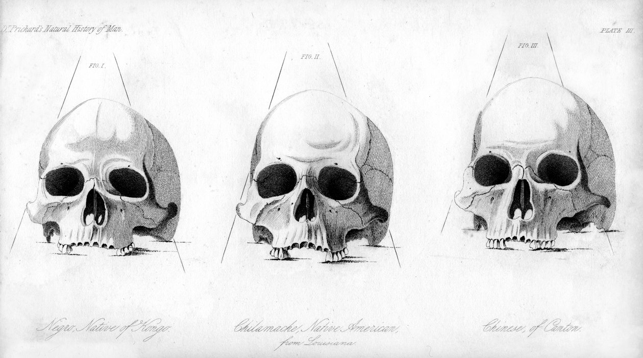 Tre typer menneskeskalle, 1848 av Unbekannt