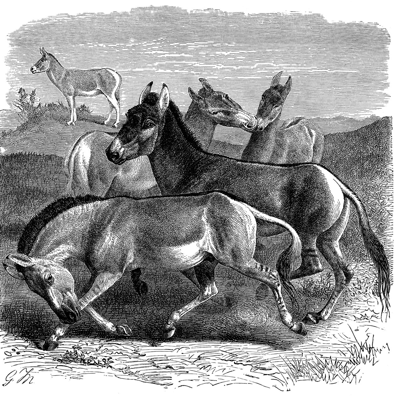 Tibetansk villesel eller Kiang, 1893 av Unbekannt