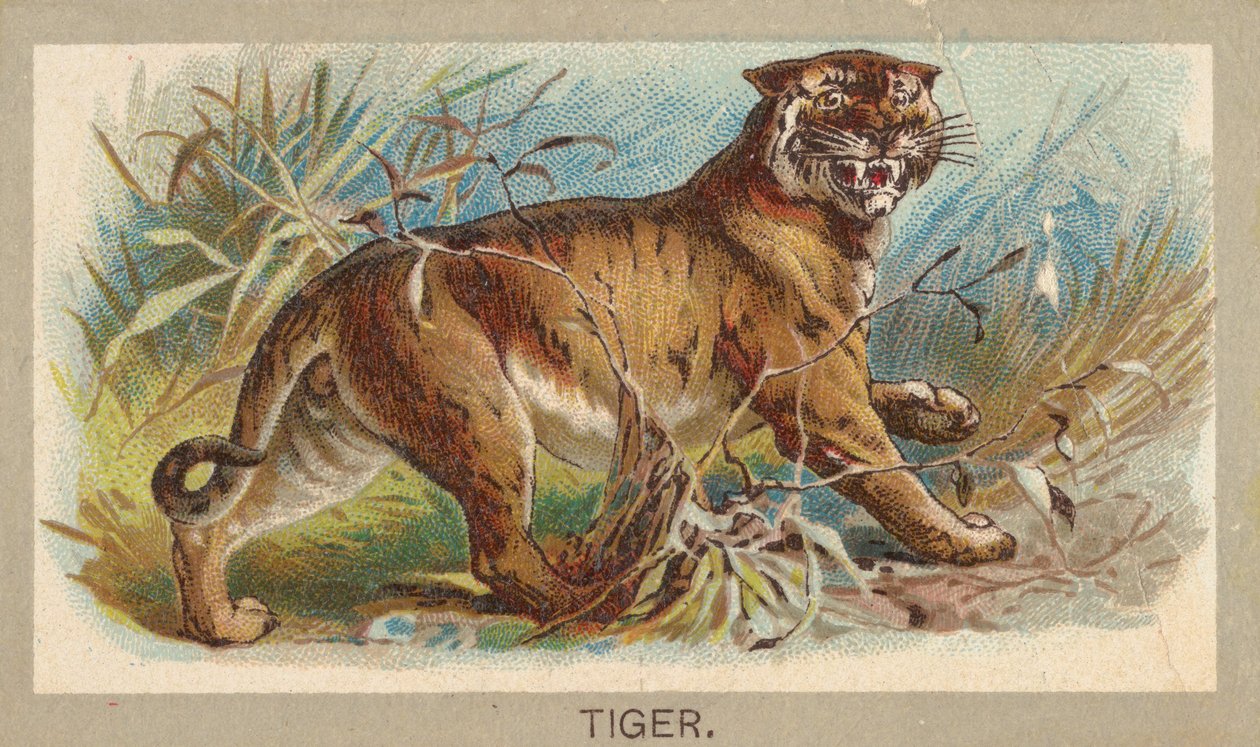 Tiger, fra Animals of the World-serien T180, utgitt av Abdul Cigarettes, 1881. av Unbekannt