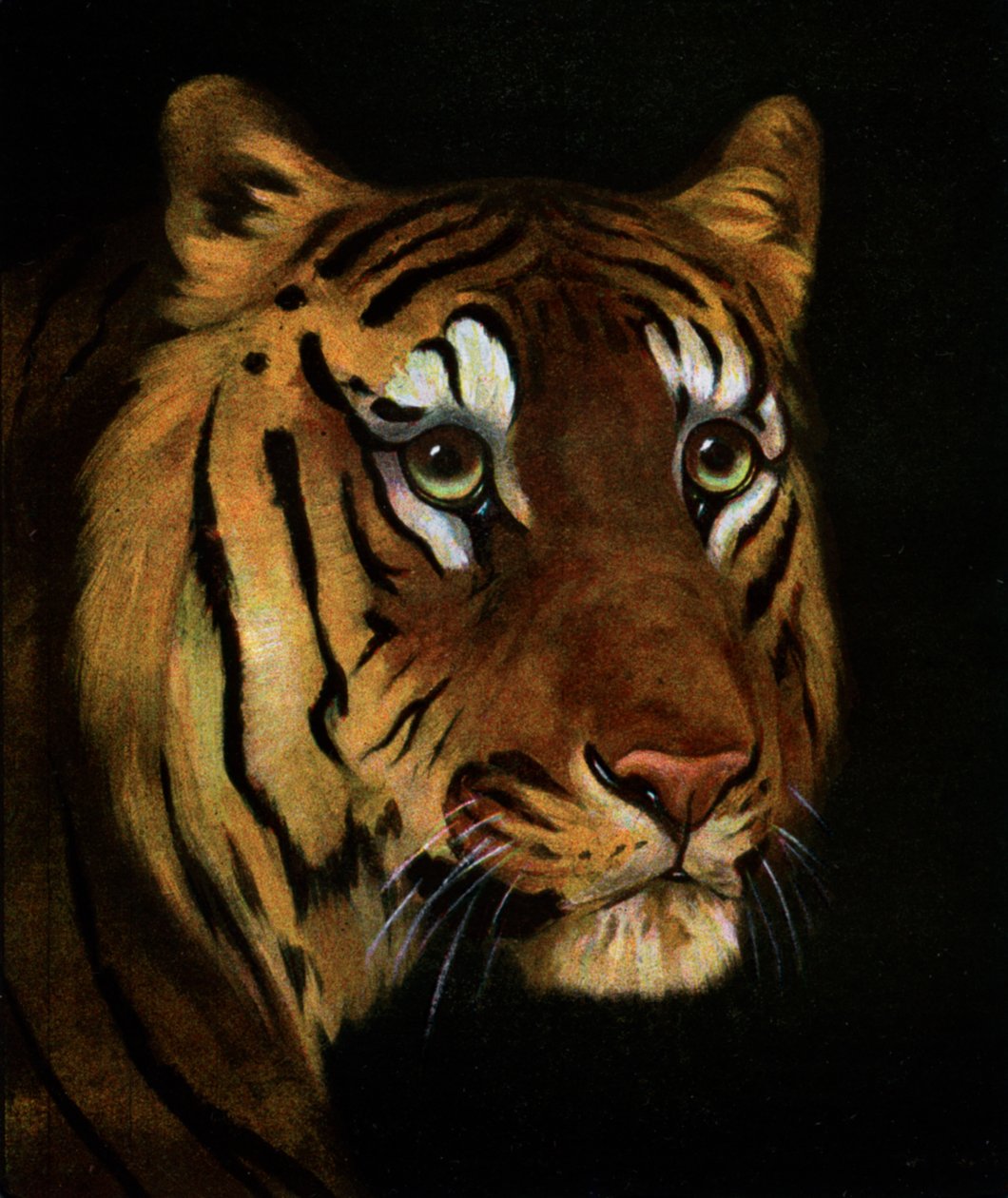 Tigerstudiet, 1908-1909 av Unbekannt