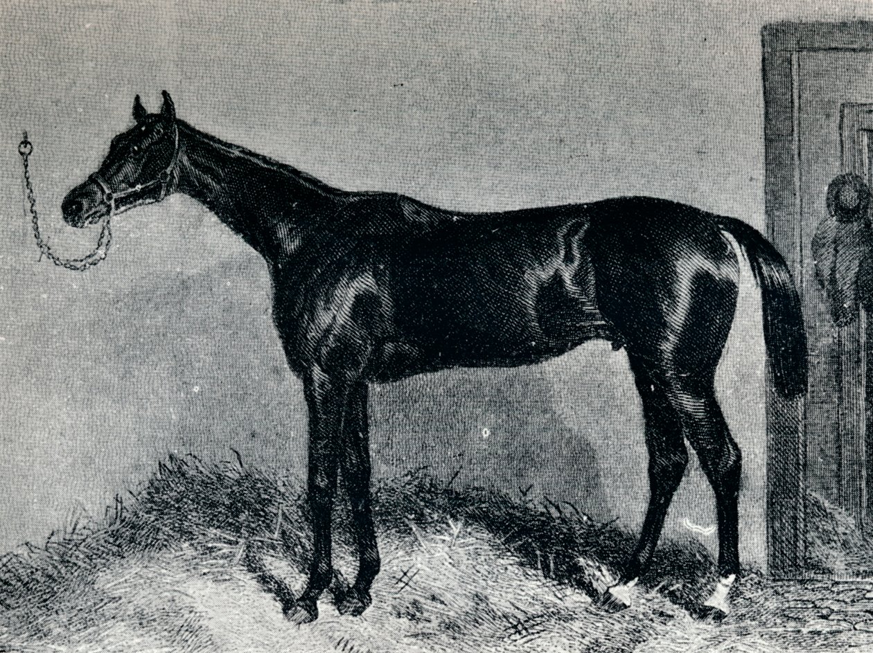 Tim Whiffler, ca 1860-tallet, 1911 av Unbekannt