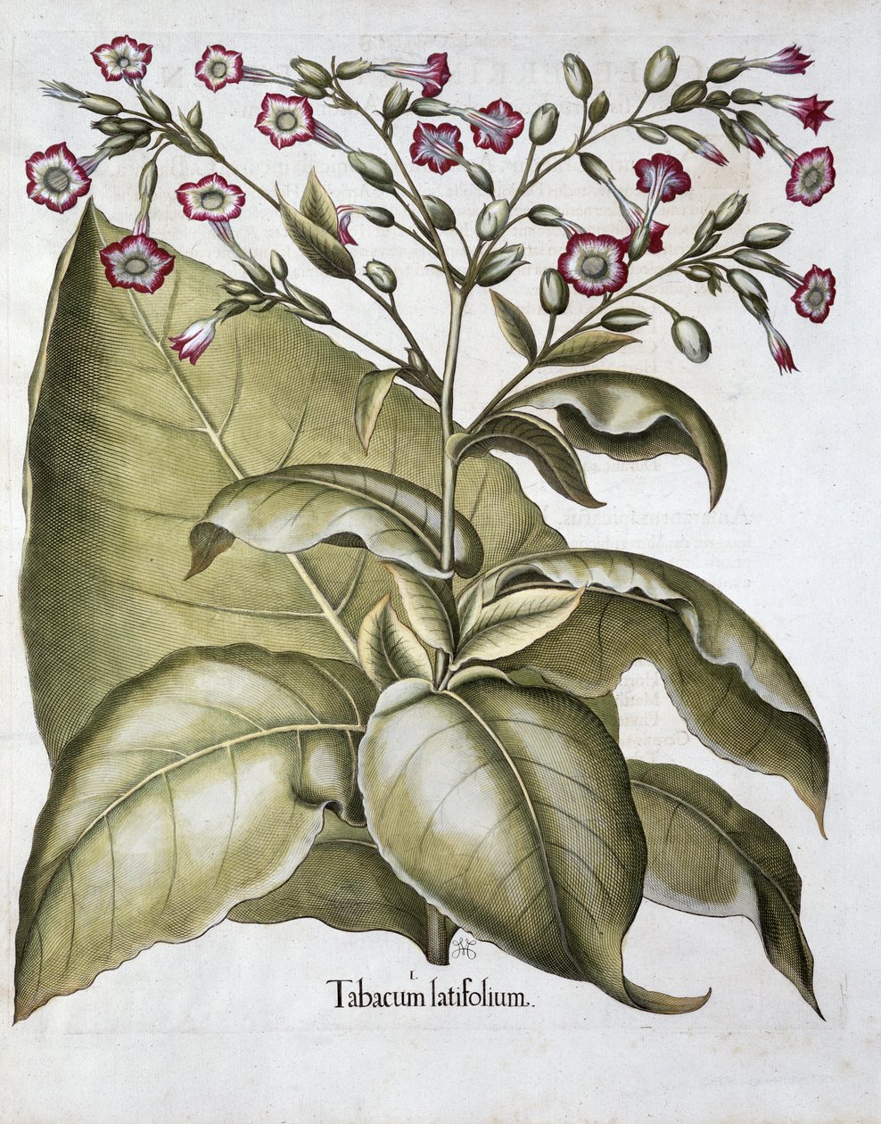 Tobakksplante, 1613 av Unbekannt