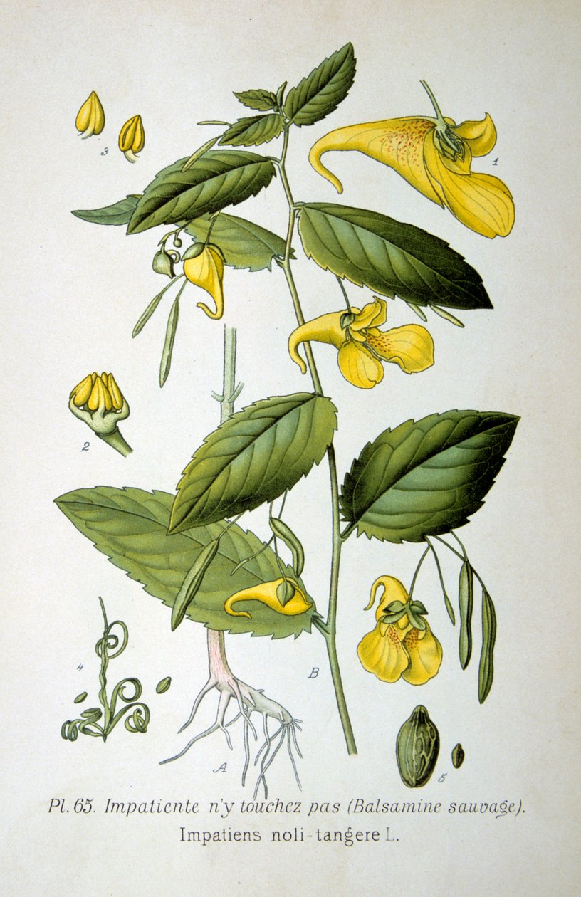 Touch-me-not balsam, 1893 av Unbekannt