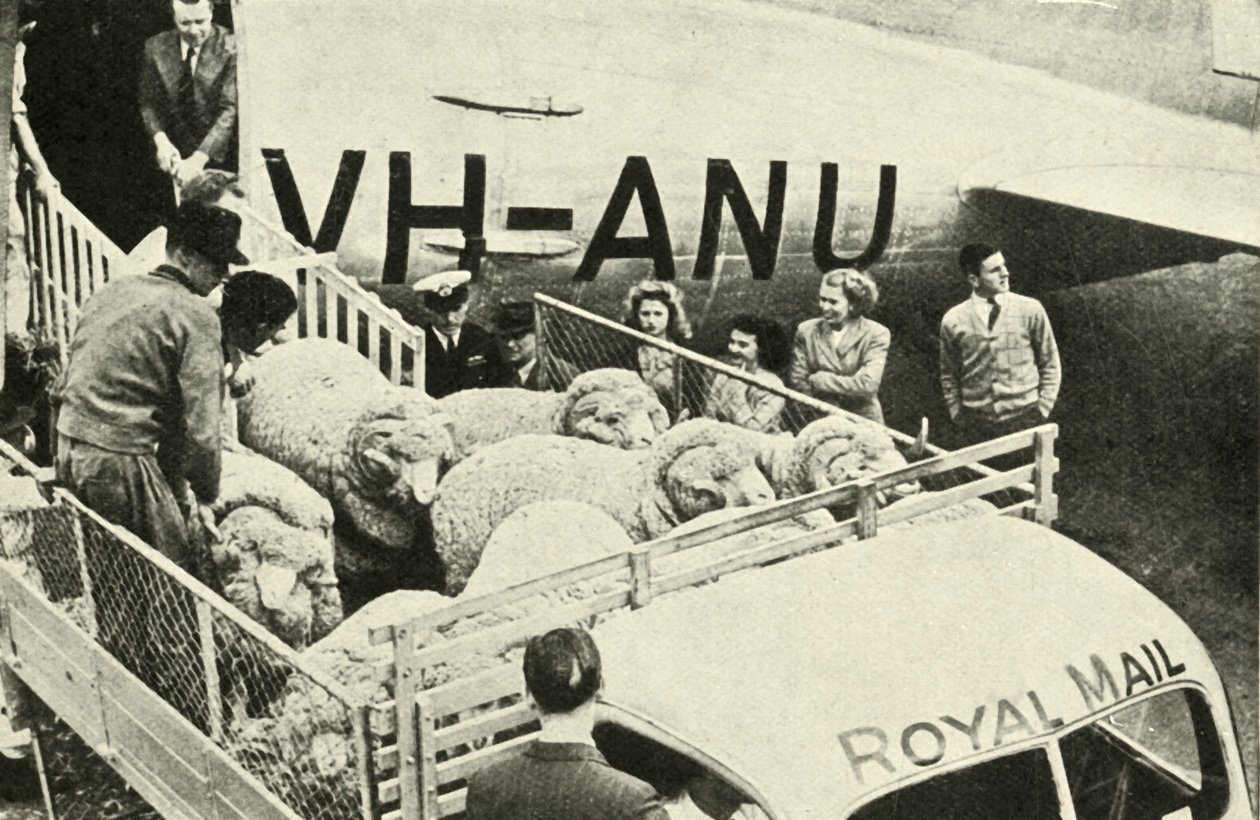 Transporterer Premie Rams By Air, c1948. av Unbekannt