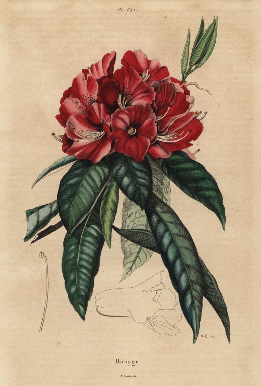 Tre rhododendron, Rhododendron arboreum av Unbekannt