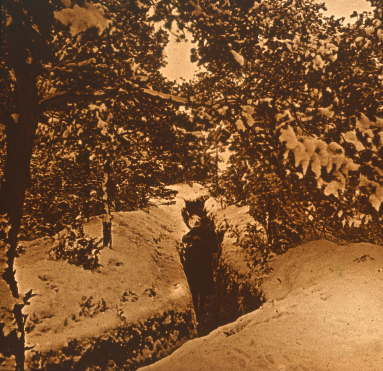 Grøfter under grantrær, c1914-c1918 av Unbekannt