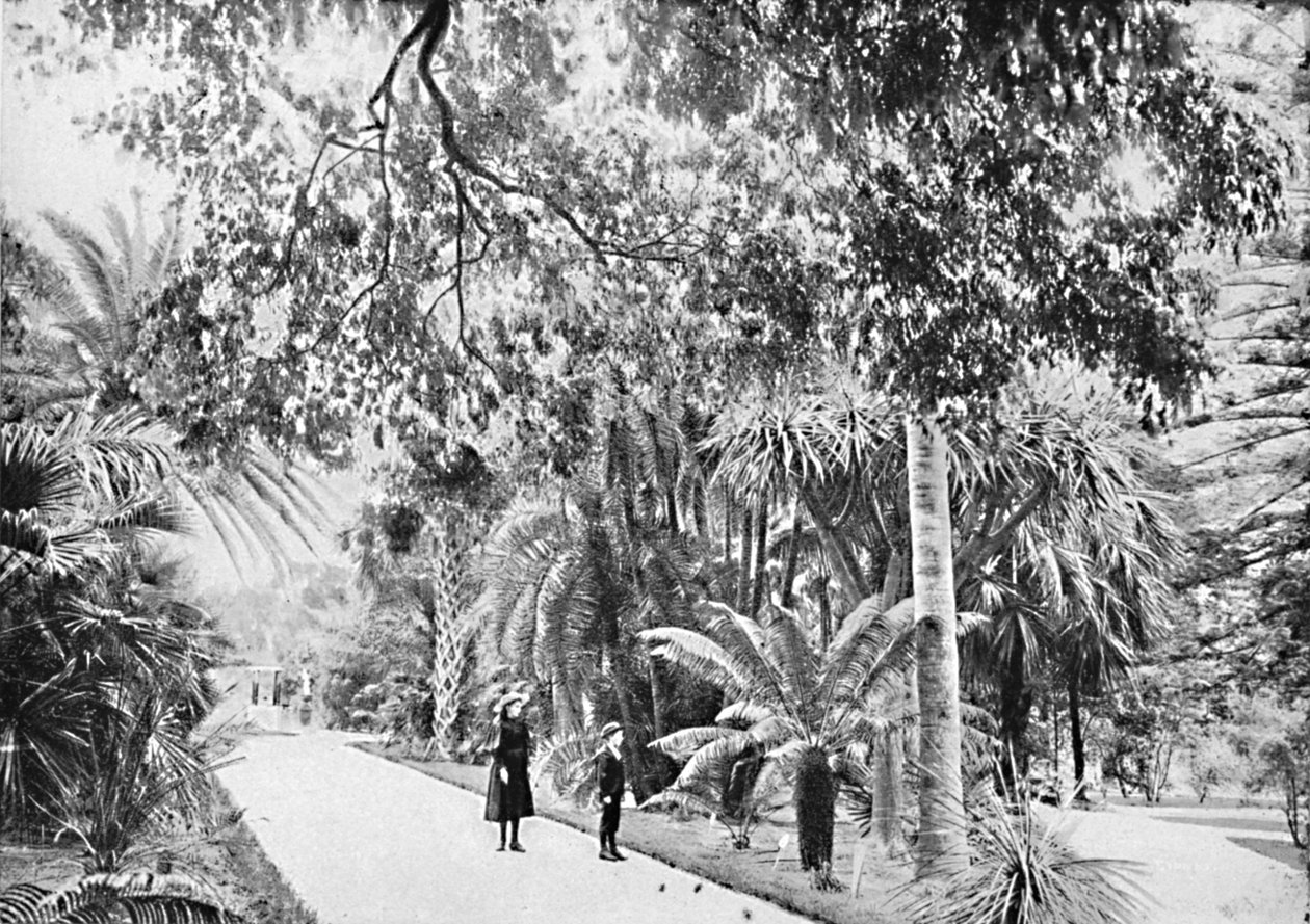 Tropiske palmer og bregner i den botaniske hagen, c1900. av Unbekannt