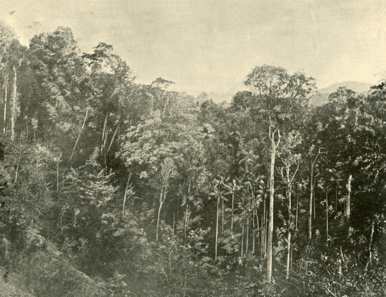 Tropical Scrubs, Blackall Range, Queensland, 1901. av Unbekannt