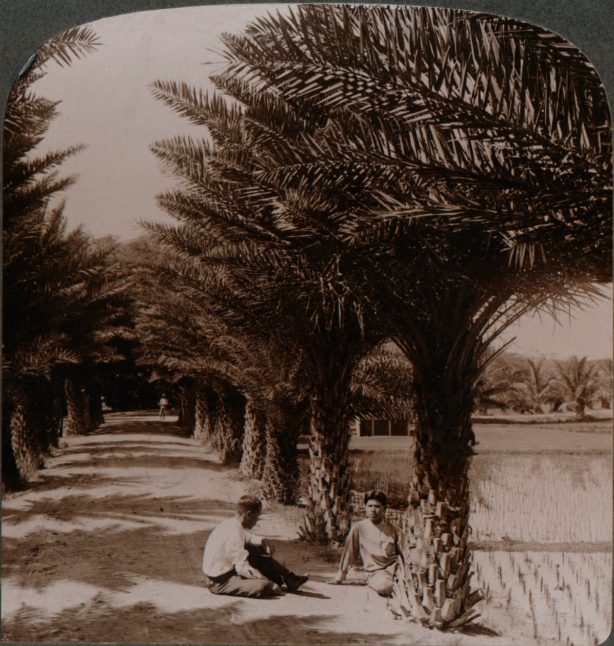 Tropisk skjønnhet i en aveny med daddelpalmer, Moanalua nær Honolulu, H. Is. c1900 av Unbekannt