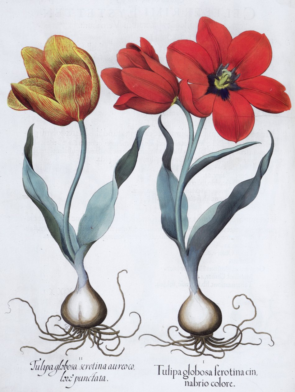 Tulipaner, 1613 av Unbekannt