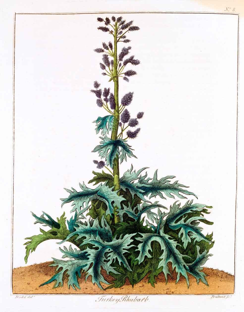 Tyrkia Rabarbra, 1798 av Unbekannt