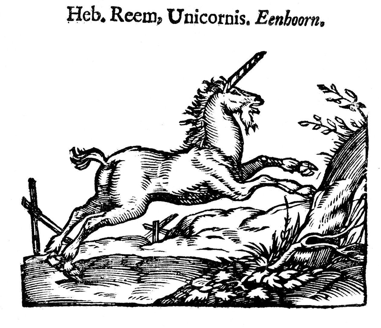 Enhjørning, 1644 av Unbekannt