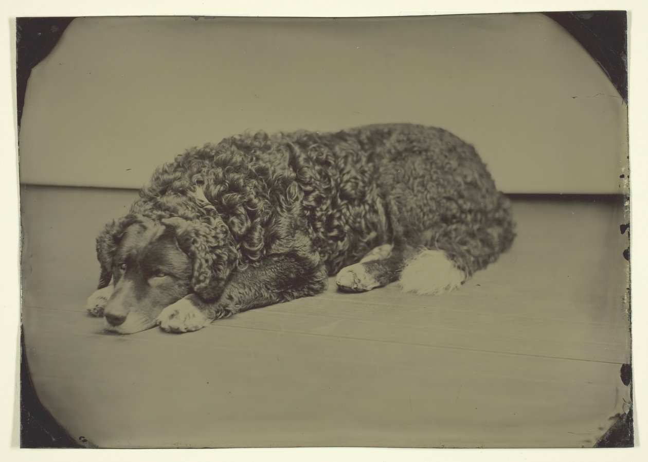 Uten tittel hund, 185099. av Unbekannt
