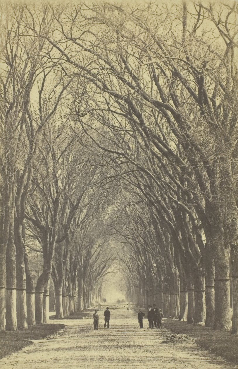 Uten tittel allé av trær, 1840-1900. av Unbekannt