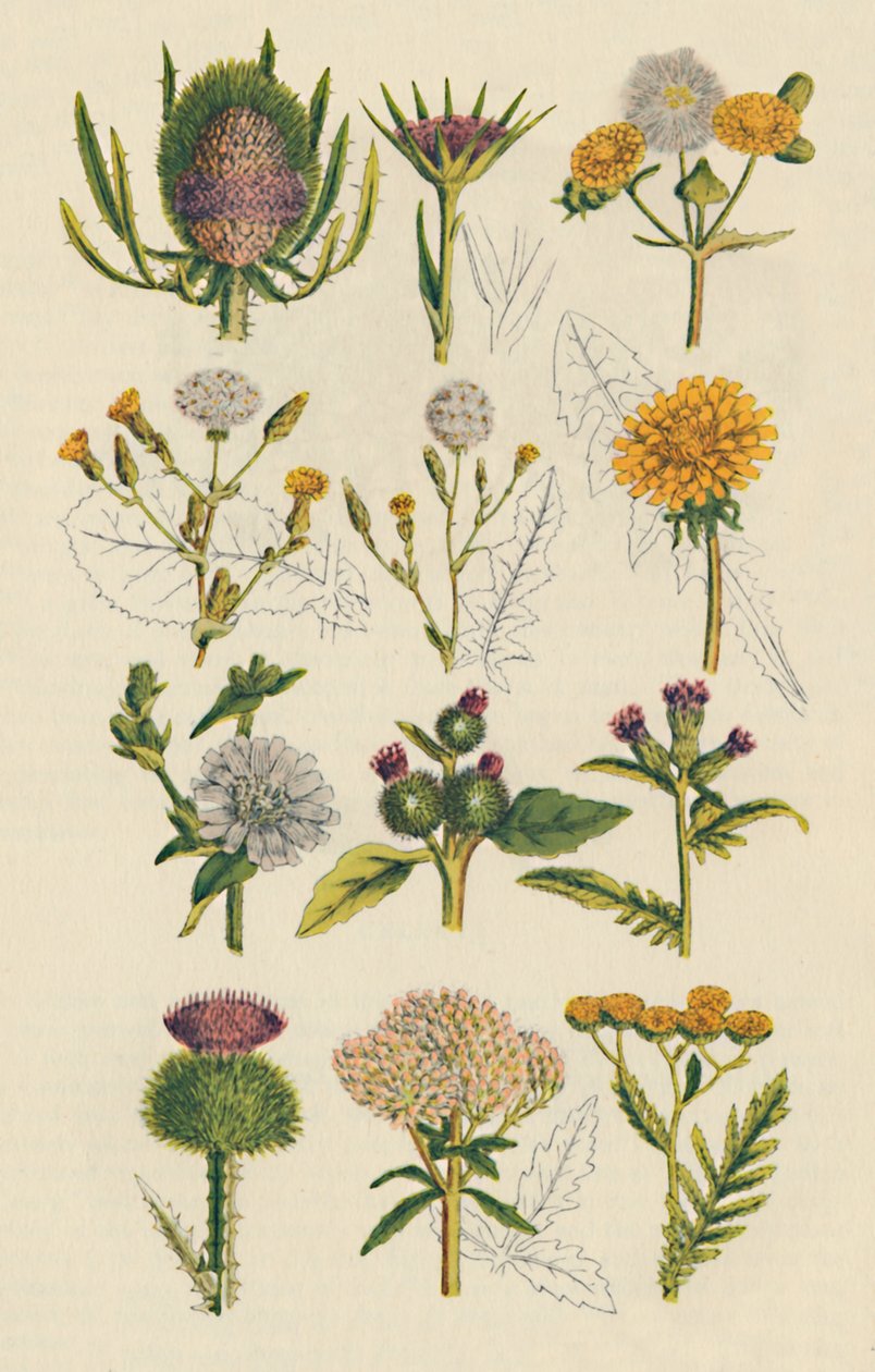 Varianter av britiske villblomster, 1947 av Unbekannt