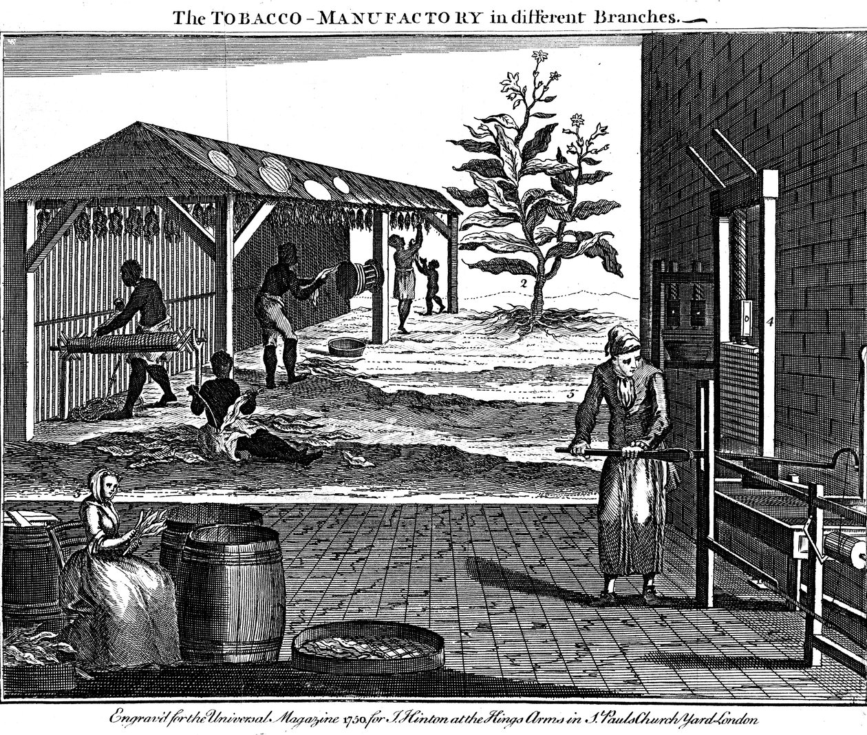 Ulike stadier i produksjonen av tobakk, Virginia, USA, 1750 av Unbekannt