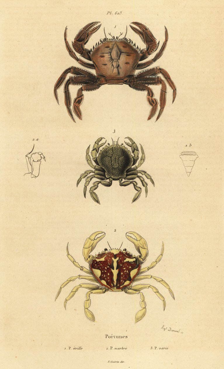 Fløyelskrabbe, Necora puber 1, marmorert svømmekrabbe, Liocarcinus marmoreus 2, og Pennants svømmekrabbe, Portumnus latipes 3 av Unbekannt