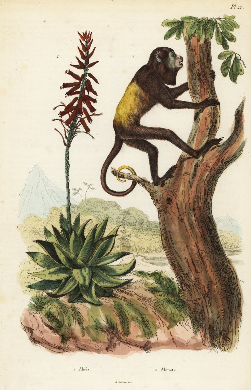 Venezuelansk rød hyle, Alouatta seniculus 2 og Aloe vera av Unbekannt