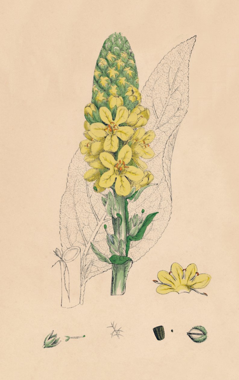 Verbascum Thapsus. Great Mullein, 1800-tallet av Unbekannt