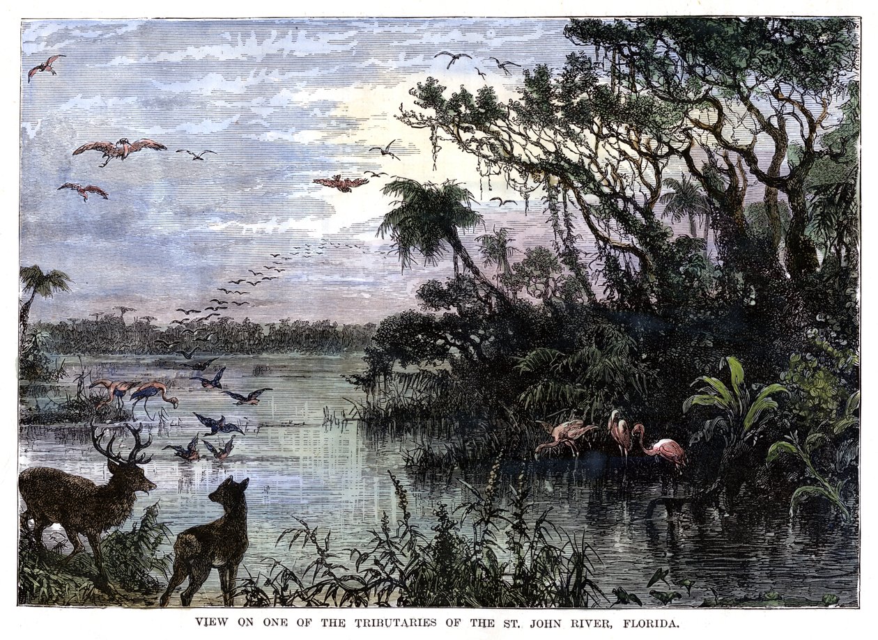 Utsikt over en av sideelvene til St John River, Florida, 1800-tallet av Unbekannt