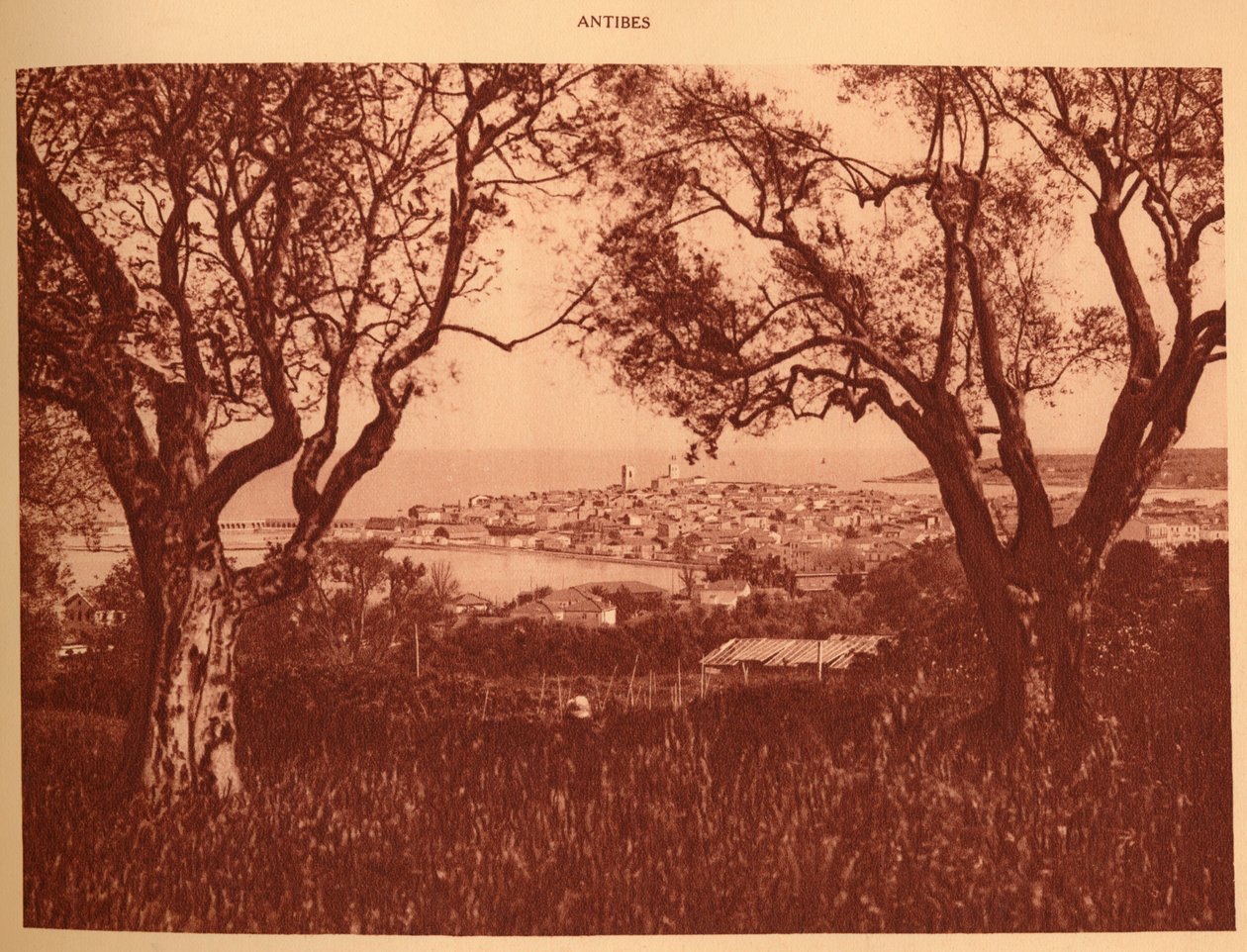 Utsikt gjennom oliventrærne til Antibes, 1930. av Unbekannt